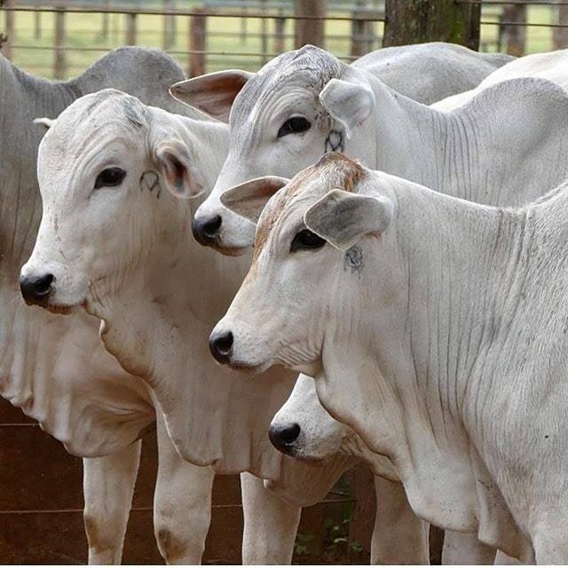 FAZENDA COM 250 HECTARES NO SUL DE MINAS - Cambuí - 