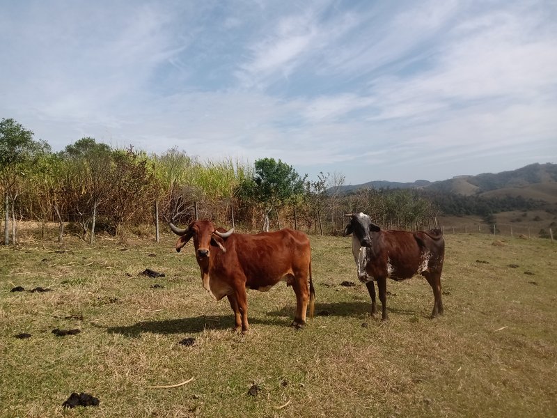 SÍTIO COM 30.7 HECTARES EM JAMBEIRO - JAMBEIRO - 