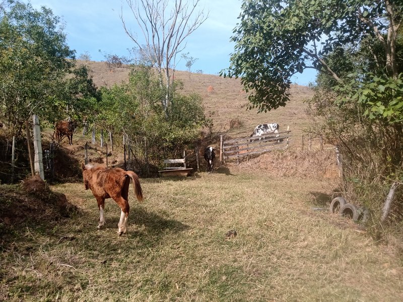 SÍTIO COM 30.7 HECTARES EM JAMBEIRO - JAMBEIRO - 