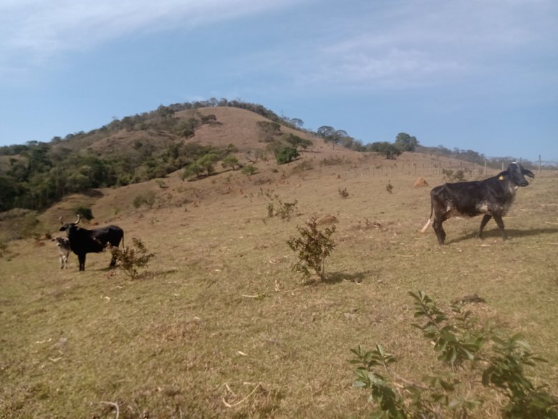 SÍTIO COM 30.7 HECTARES EM JAMBEIRO - JAMBEIRO - 