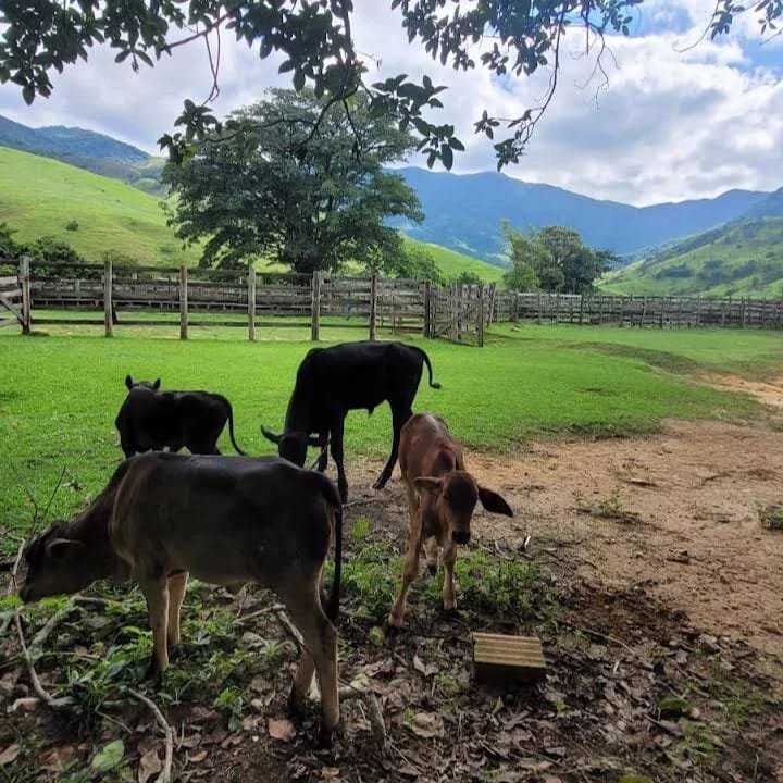FAZENDA COM 629 ALQUEIRES NA RERGIÃO DE SILVEIRA - SILVEIRAS - 