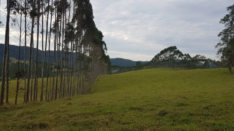 FAZENDA COM 321,8 HECTARES EM APARECIDA, S.P - APARECIDA - 