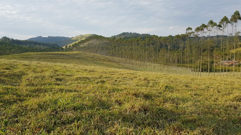FAZENDA COM 321,8 HECTARES EM APARECIDA, S.P - APARECIDA - 