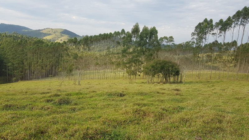 FAZENDA COM 321,8 HECTARES EM APARECIDA, S.P - APARECIDA - 