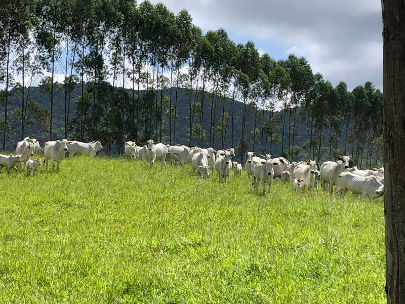 FAZENDA COM 321,8 HECTARES EM APARECIDA, S.P - APARECIDA - 