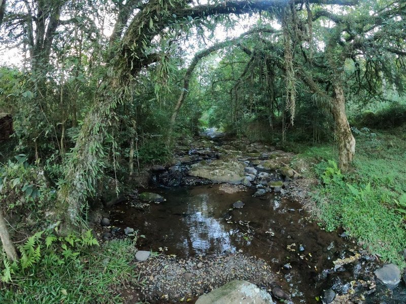 Vendo chácara em Flores da Cunha, são 2 hectares de puro verde e equilíbrio com a natureza São Cristóvão  Flores da Cunha - 