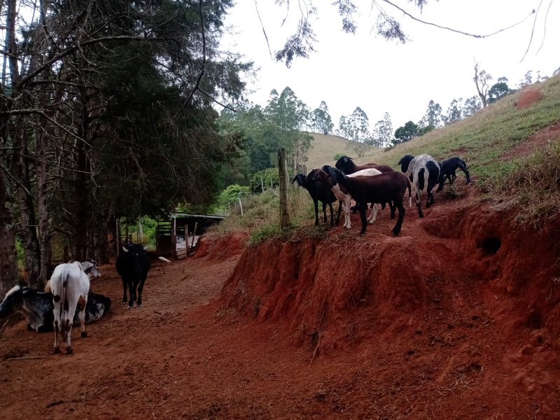 SÍTIO COM 12 ALQUEIRES EM PARAIBUNA, S.P - Paraibuna - 