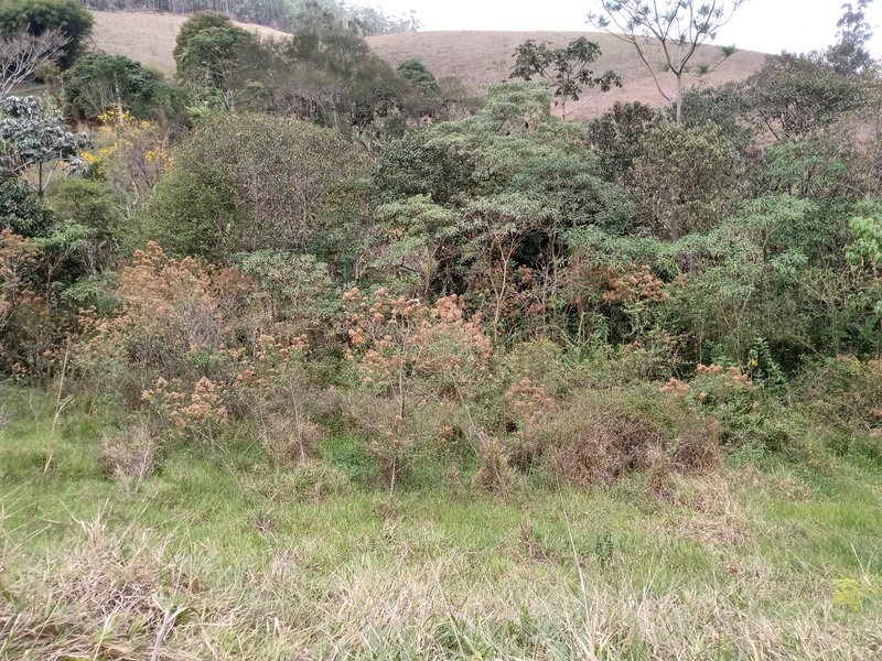 ÁREA RURAL COM 30.000 METROS EM SÃO FRANCISCO XAVIER - SAO FRANCISCO - 