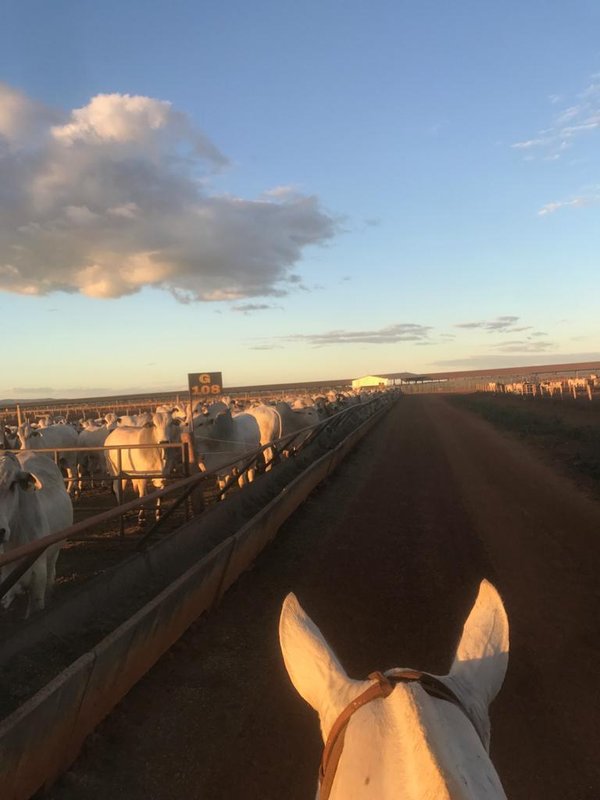 FAZENDA COM 7.183 HACTARES NA REGIÃO DE PATOS DE MINAS, MG - Patos de Minas - 