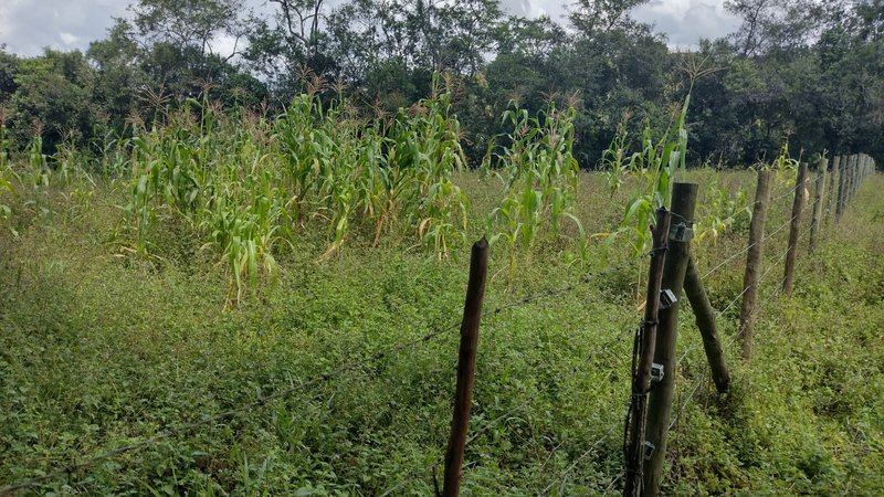 CHÁCARA COM 13.330 EM VIRGÍNIA COM BELA VISTA PRA SERRA, MG - VIRGINIA - 