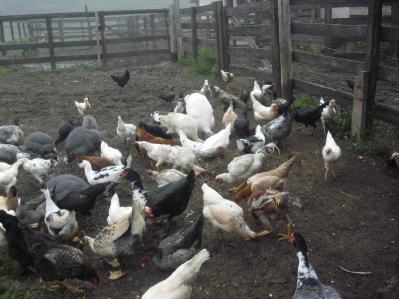 FAZENDA COM 110 HECTARES EM JACAREÍ, S.P - Jacareí - 