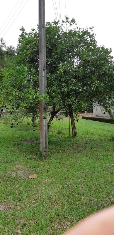 FAZENDA COM 110 HECTARES EM JACAREÍ, S.P - Jacareí - 