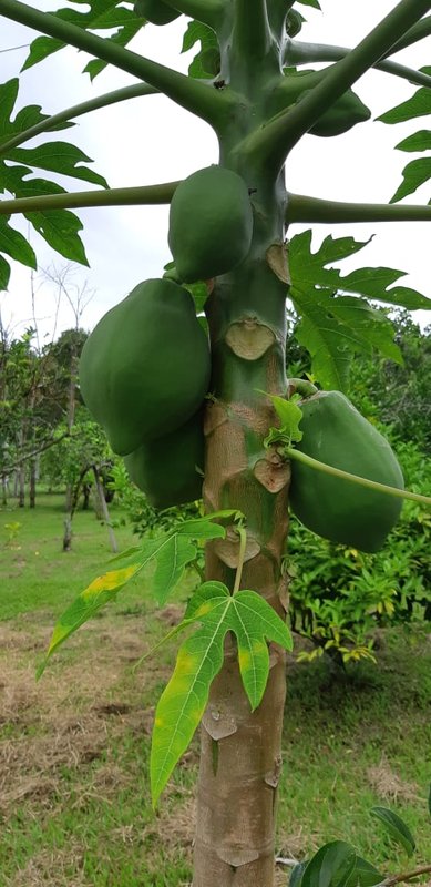 FAZENDA COM 110 HECTARES EM JACAREÍ, S.P - Jacareí - 