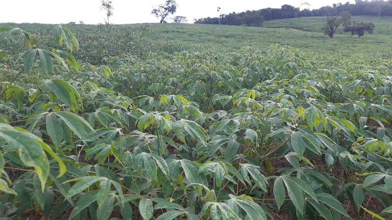 SÍTIO COM 16 ALQUEIRES EM sede SILVINÓPOLIS, M.G - SILVIANOPOLIS - 