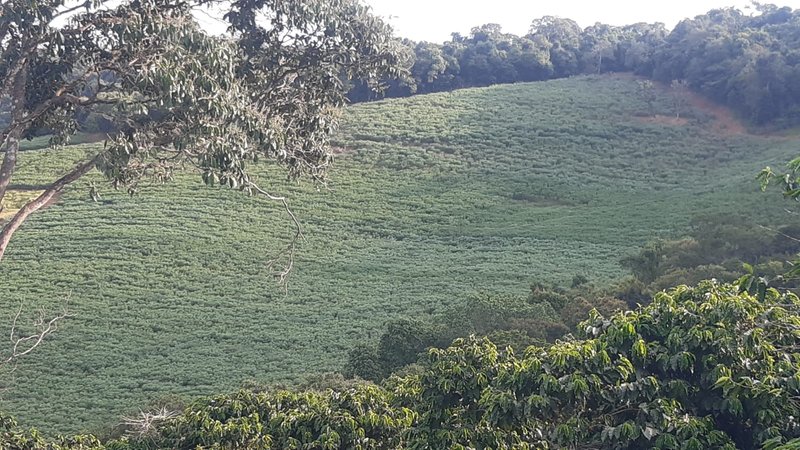 SÍTIO COM 16 ALQUEIRES EM sede SILVINÓPOLIS, M.G - SILVIANOPOLIS - 