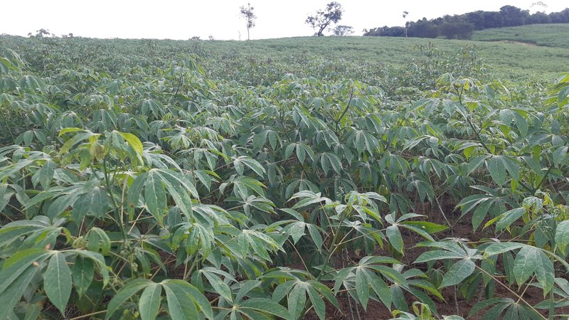SÍTIO COM 16 ALQUEIRES EM sede SILVINÓPOLIS, M.G - SILVIANOPOLIS - 