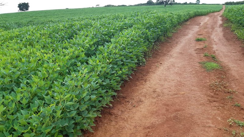 FAZENDA COM 81,6  ALQUEIRES NA REGIÃO DE TURVOLANDIA, M.G - TURVOLANDIA - 
