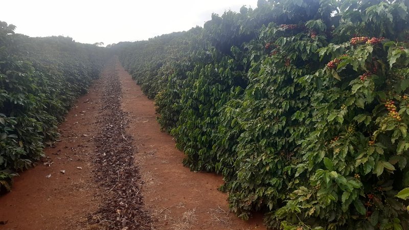 FAZENDA COM 81,6  ALQUEIRES NA REGIÃO DE TURVOLANDIA, M.G - TURVOLANDIA - 
