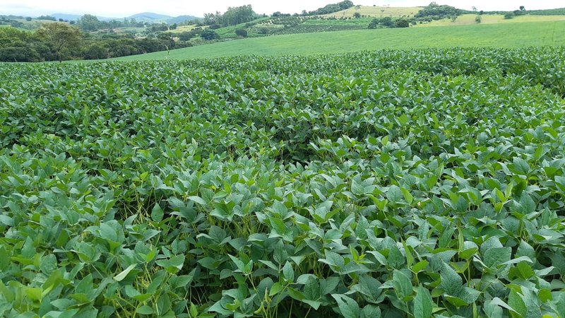 FAZENDA COM 81,6  ALQUEIRES NA REGIÃO DE TURVOLANDIA, M.G - TURVOLANDIA - 