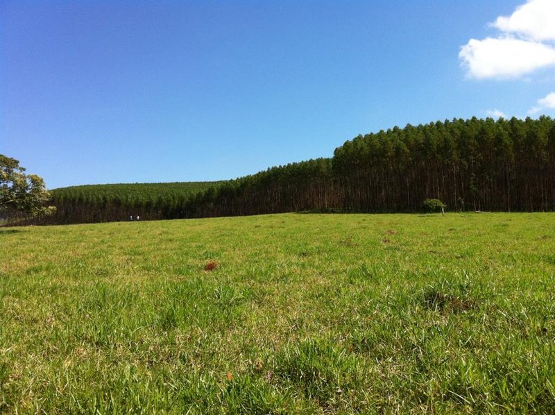 FAZENDA COM 81,6  ALQUEIRES NA REGIÃO DE TURVOLANDIA, M.G - TURVOLANDIA - 