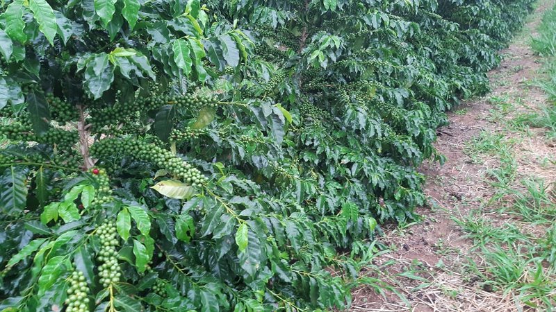 FAZENDA COM 81,6  ALQUEIRES NA REGIÃO DE TURVOLANDIA, M.G - TURVOLANDIA - 