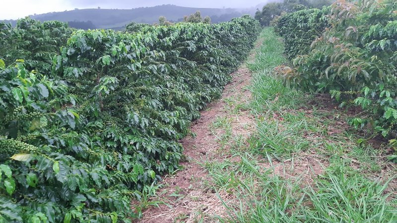 FAZENDA COM 81,6  ALQUEIRES NA REGIÃO DE TURVOLANDIA, M.G - TURVOLANDIA - 