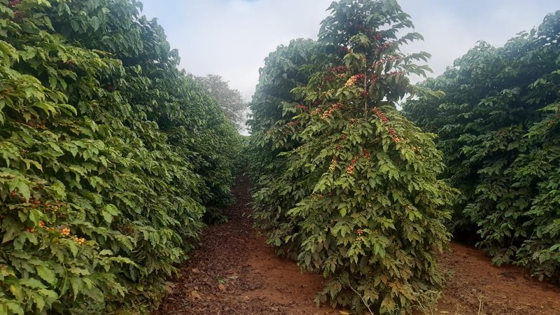 FAZENDA COM 81,6  ALQUEIRES NA REGIÃO DE TURVOLANDIA, M.G - TURVOLANDIA - 