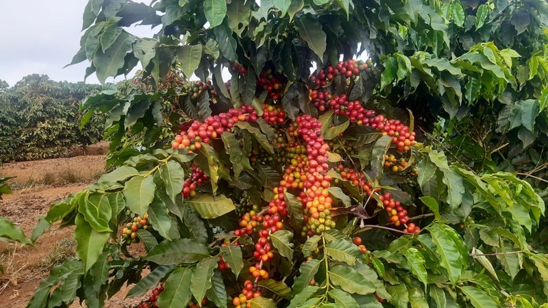 FAZENDA COM 81,6  ALQUEIRES NA REGIÃO DE TURVOLANDIA, M.G - TURVOLANDIA - 