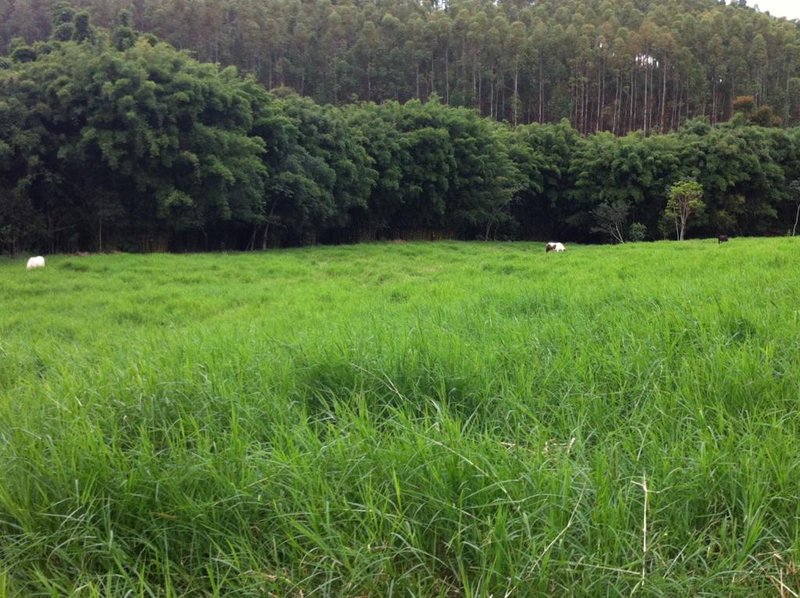 FAZENDA COM 81,6  ALQUEIRES NA REGIÃO DE TURVOLANDIA, M.G - TURVOLANDIA - 