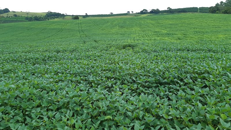 FAZENDA COM 81,6  ALQUEIRES NA REGIÃO DE TURVOLANDIA, M.G - TURVOLANDIA - 
