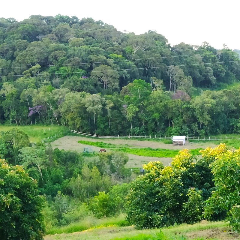 SÍTIO COM 8 ALQUEIRES DE PORTEIRA FECHADA EM TURVOLANDIA, M.G - TURVOLANDIA - 