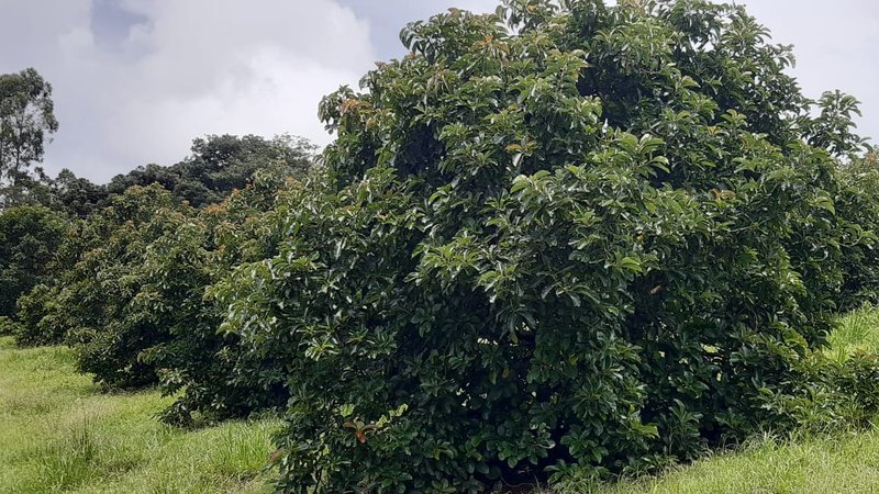 SÍTIO COM 8 ALQUEIRES DE PORTEIRA FECHADA EM TURVOLANDIA, M.G - TURVOLANDIA - 