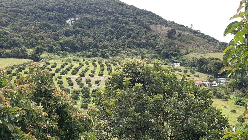 SÍTIO COM 8 ALQUEIRES DE PORTEIRA FECHADA EM TURVOLANDIA, M.G - TURVOLANDIA - 