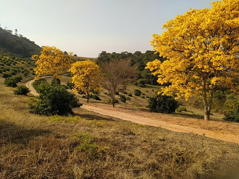 SÍTIO COM 8 ALQUEIRES DE PORTEIRA FECHADA EM TURVOLANDIA, M.G - TURVOLANDIA - 