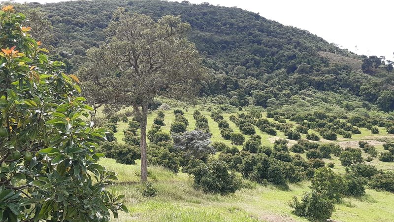 SÍTIO COM 8 ALQUEIRES DE PORTEIRA FECHADA EM TURVOLANDIA, M.G - TURVOLANDIA - 
