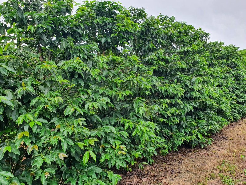 FAZENDA  COM 111 HECTARES EM CARMO DO RIO CLARO, M.G - Carmo do Rio Claro - 