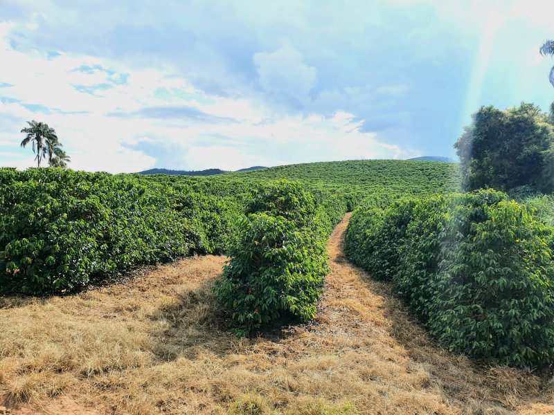 FAZENDA  COM 111 HECTARES EM CARMO DO RIO CLARO, M.G - Carmo do Rio Claro - 