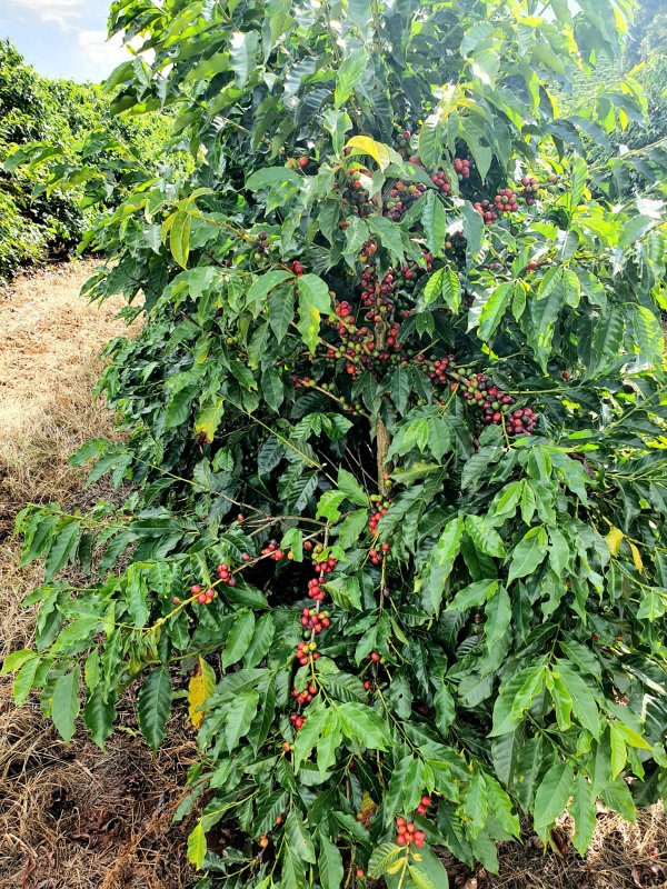 FAZENDA  COM 111 HECTARES EM CARMO DO RIO CLARO, M.G - Carmo do Rio Claro - 
