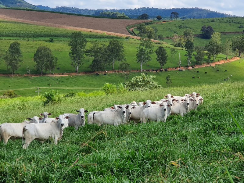 FAZENDA  COM 111 HECTARES EM CARMO DO RIO CLARO, M.G - Carmo do Rio Claro - 