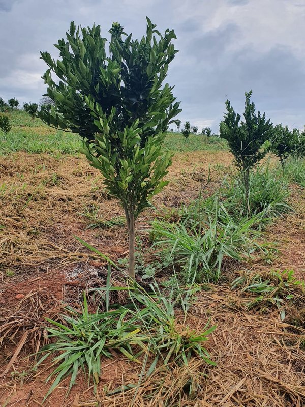 FAZENDA  COM 111 HECTARES EM CARMO DO RIO CLARO, M.G - Carmo do Rio Claro - 