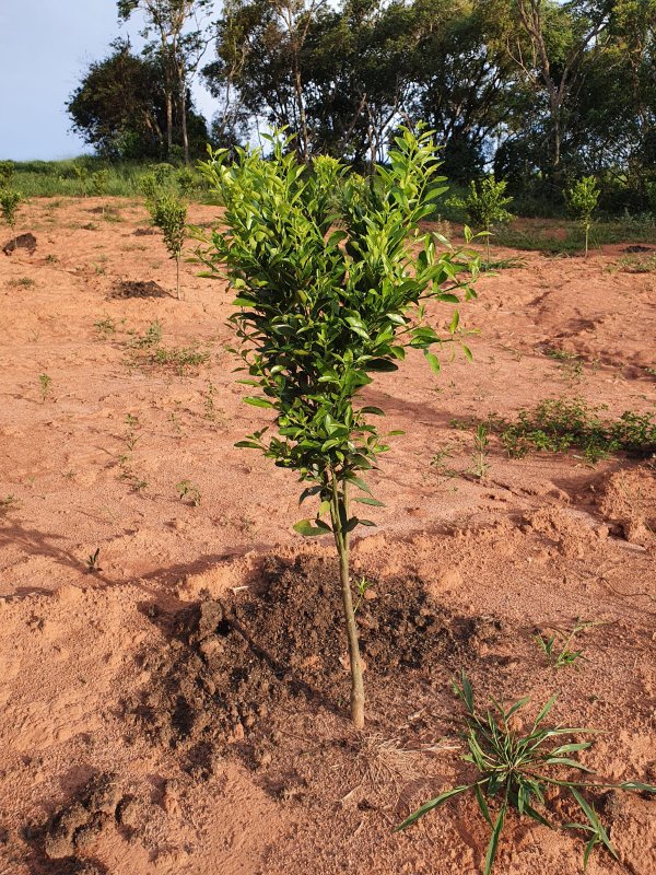FAZENDA  COM 111 HECTARES EM CARMO DO RIO CLARO, M.G - Carmo do Rio Claro - 