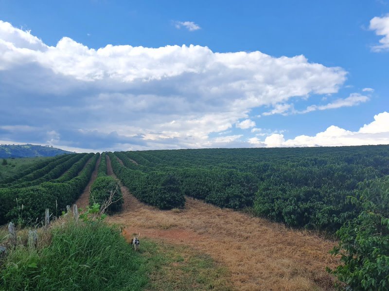 FAZENDA  COM 111 HECTARES EM CARMO DO RIO CLARO, M.G - Carmo do Rio Claro - 