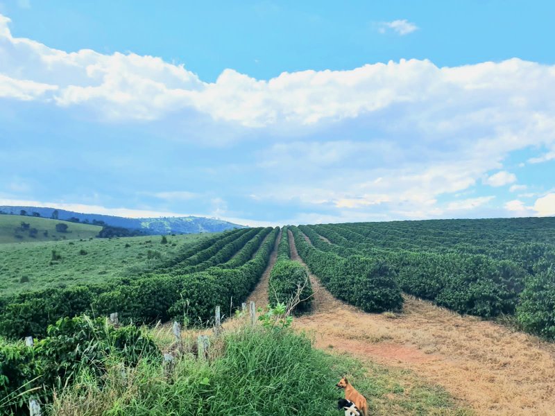 FAZENDA  COM 111 HECTARES EM CARMO DO RIO CLARO, M.G - Carmo do Rio Claro - 