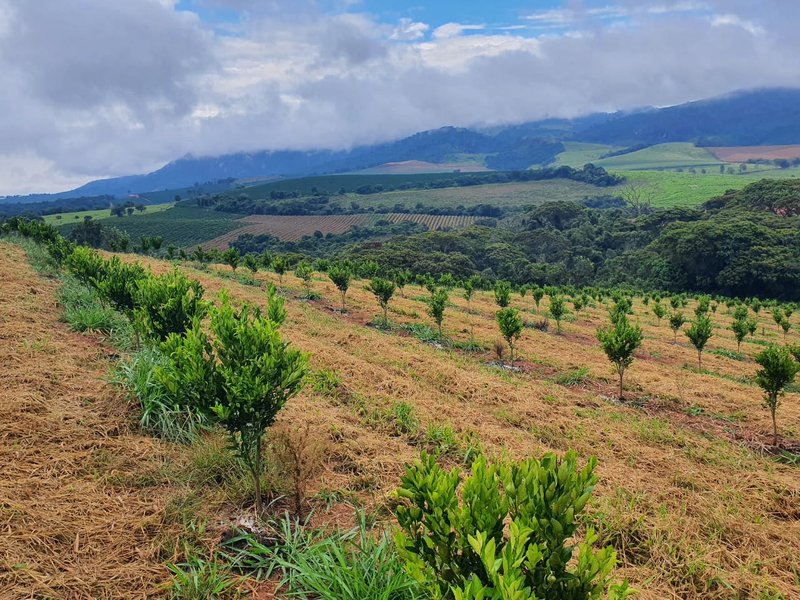 FAZENDA  COM 111 HECTARES EM CARMO DO RIO CLARO, M.G - Carmo do Rio Claro - 