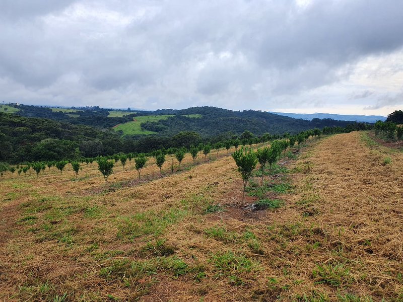 FAZENDA  COM 111 HECTARES EM CARMO DO RIO CLARO, M.G - Carmo do Rio Claro - 