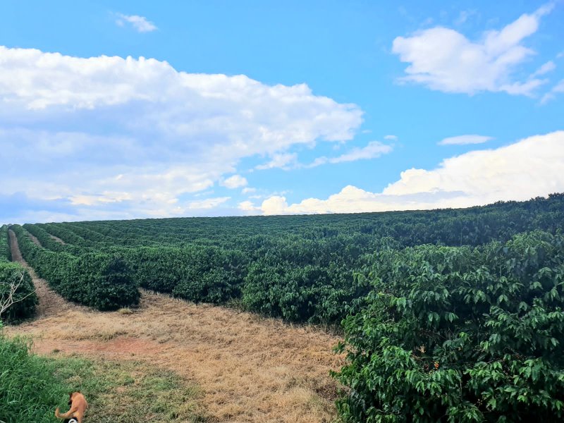 FAZENDA  COM 111 HECTARES EM CARMO DO RIO CLARO, M.G - Carmo do Rio Claro - 