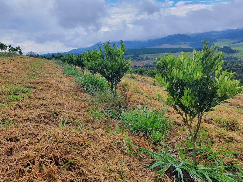FAZENDA  COM 111 HECTARES EM CARMO DO RIO CLARO, M.G - Carmo do Rio Claro - 
