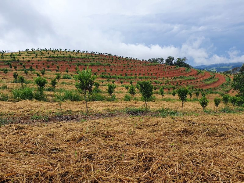 FAZENDA  COM 111 HECTARES EM CARMO DO RIO CLARO, M.G - Carmo do Rio Claro - 
