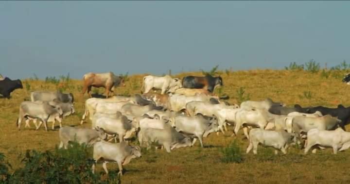 FAZENDA COM 550 ALQUEIRES NA REGIÃO DE VARGEM GRANDE, S.P - Várzea Paulista - 