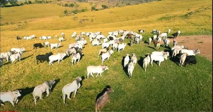 FAZENDA COM 550 ALQUEIRES NA REGIÃO DE VARGEM GRANDE, S.P - Várzea Paulista - 
